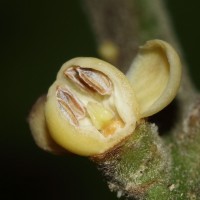 Aphanamixis polystachya (Wall.) R.Parker